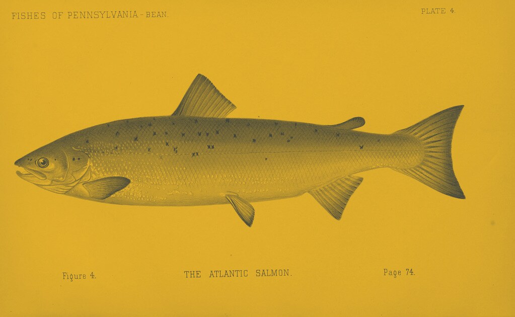 Laser Painter — Item — Fishtar Collective — Destiny Lore by subject