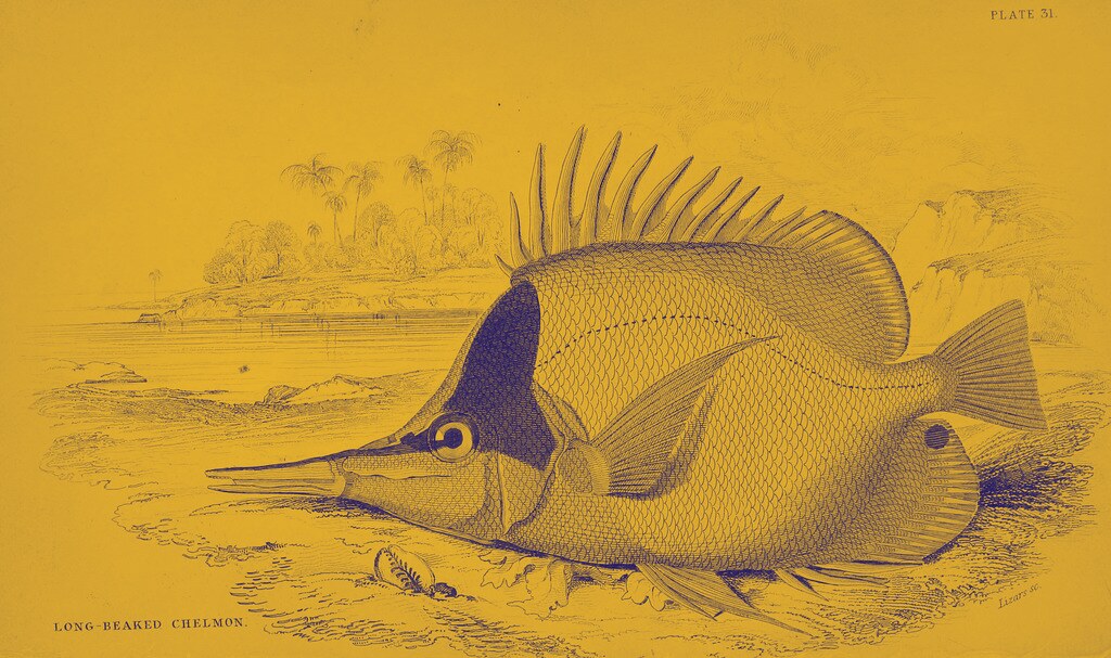 Legendary Engram — Item — Fishtar Collective — Destiny Lore by subject