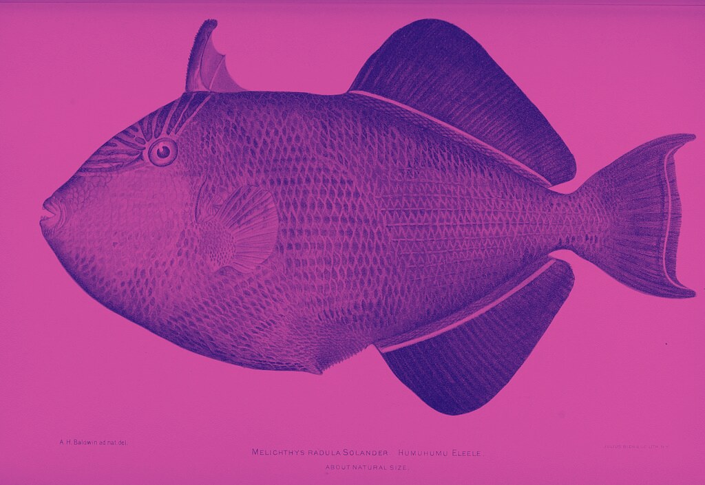 Legendary Engram — Item — Fishtar Collective — Destiny Lore by subject